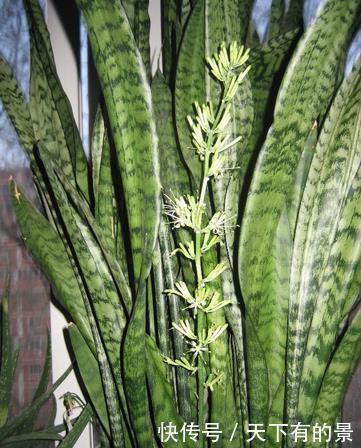  「容错过」喜欢室内养护花卉，以下3种绿植不容错过，长势茂盛，叶片翠绿