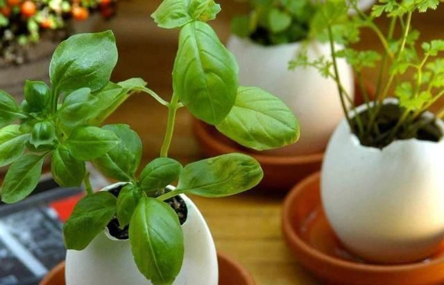『植物』黄豆水适合浇什么花?
