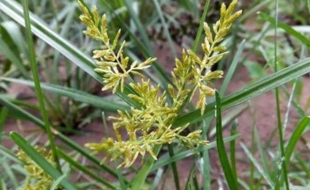  田间：一种田间地头常见的野草，种子长得像稻米，却是“排石”