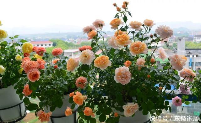 「只养」只养这1种花,就能打造绝美花园和阳台!月季品种和养护要点!
