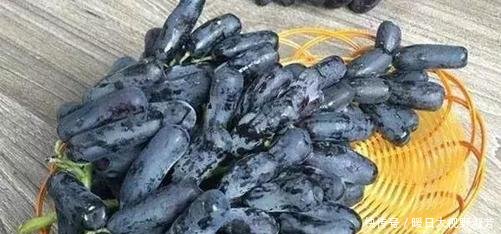 此树热不死，浇水就疯长，阳台种2棵，明年结果拖拉机运不完