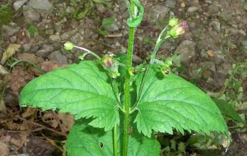  『植物花卉』它素有“黑参”之称，价值珍贵却常被当柴火烧掉，太可惜了！