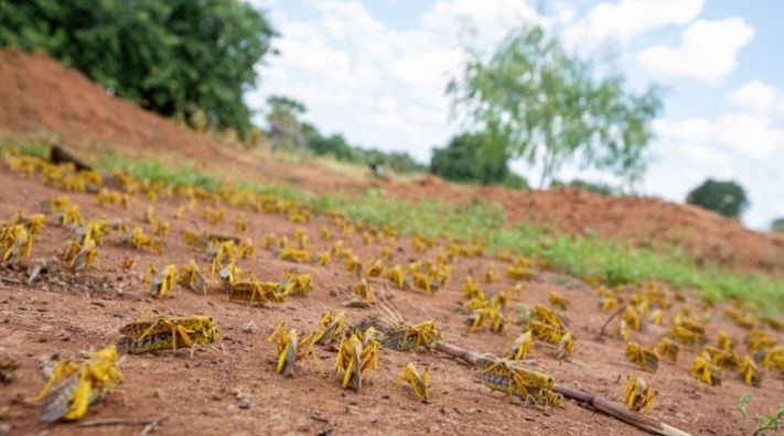  「东非」东非蝗灾到底啥情况? 记者去了趟现场……(附vlog)