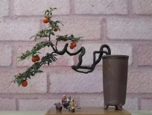  「身价」这六种植物越养越值钱，在家养几年，身价猛涨几倍！你家养了几种