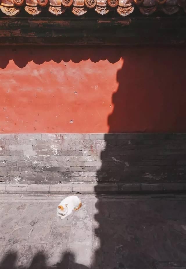 一年 30 多趟故宫，只为拍摄超赞「故宫猫咪图籍」！