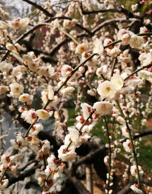  【四君子】没养过梅兰竹菊“四君子”，不算真正养花人！