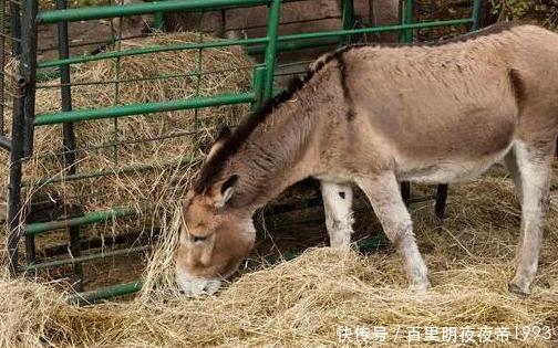  「资金充足」驴肉卖6千，驴皮卖2千，可为什么农村没人养驴？