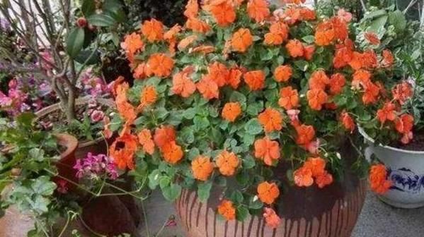  『盆栽』养花种草不实际？不如盆栽这些蔬菜，既能观赏又能食用，贼好看