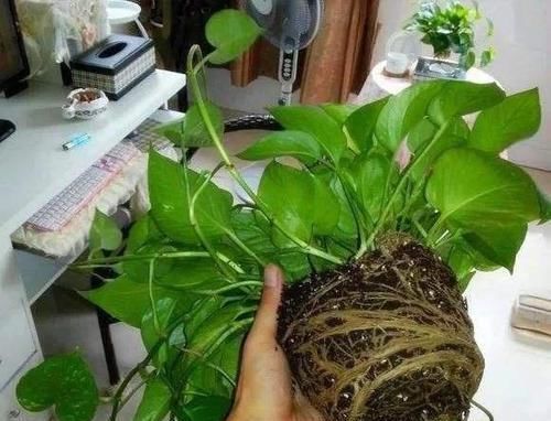  【气生根】绿萝，养两年就黄叶，“猫腻”在这，知道的人不多！