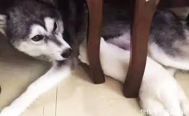 「哈士奇」哈士奇生了1只稀有的二哈,主人笑开花,但是狗妈妈却一脸凝重