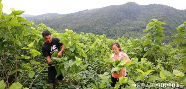  新房：40岁夫妻靠养蚕发家，花100万建养猪场，自己却舍不得盖新