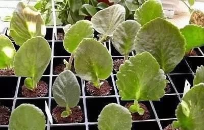  『盆栽』常见12种植物养成不可思议的盆栽！