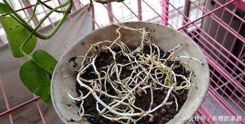油绿■铜钱草叶子小?简单“2招”,叶油绿,越长越多,长成“小荷叶”