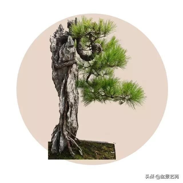  「成寸」盆景百态，缩地成寸