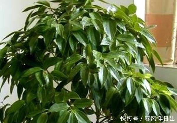 不养■这4种“树”,每一棵都寓意“招财”,尤其第三种,不养才可惜!
