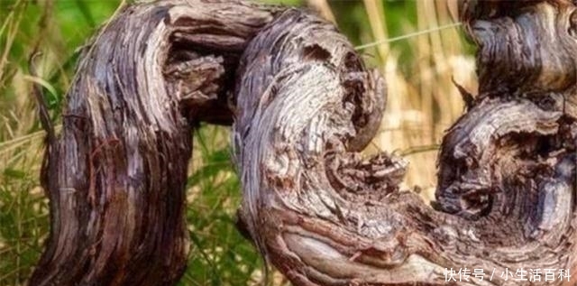 美国有一棵176岁的葡萄树，每年高产7吨葡萄，可谓是老当益壮的树