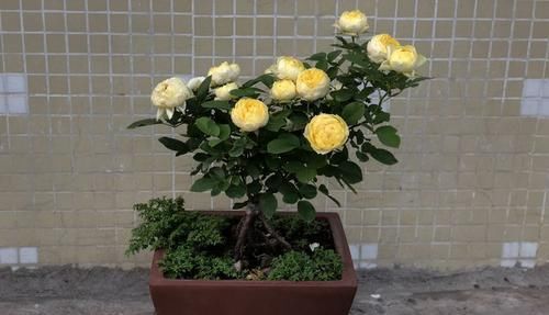  秋水■喜欢菊花，就养盆“菊中珍品”秋水明月，似明月圆满，色泽鲜艳