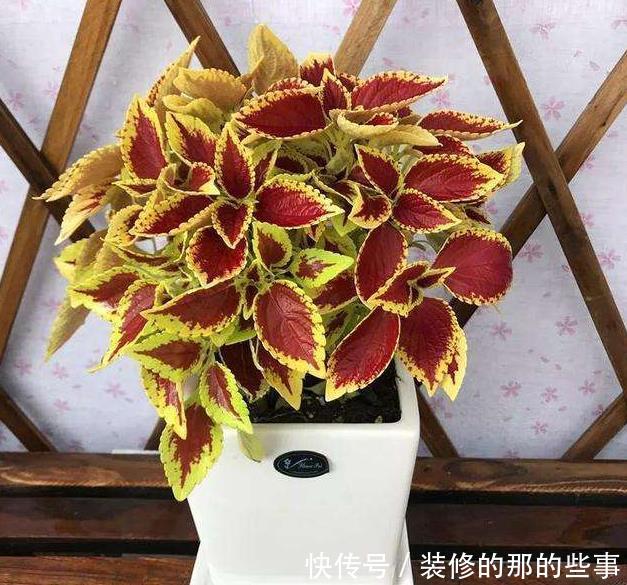 『养花』新手养花,不如养观赏精品:彩叶草,株型美观、色彩多样