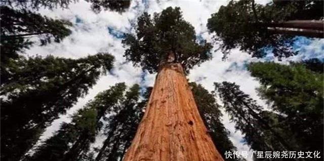  树木@全球最高的树一年长60米，最高超过50层楼，但中国禁止种植