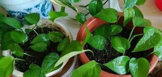  复活■它简直是绿萝‘救命稻草’，真心好用，盆里加点起死药，马上复活