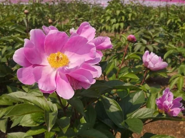 「旋律」接棒牡丹,芍药在辰山植物园奏响爱的旋律