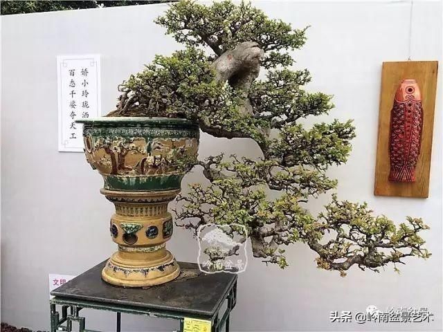  「作品」有年功的盆景，品相好，价值高！