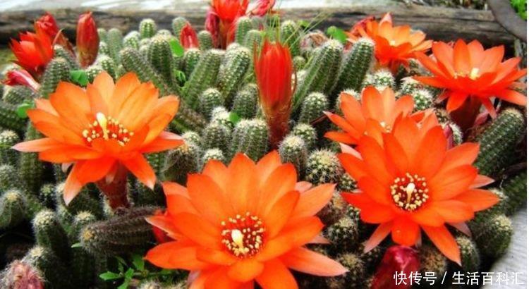  #花养#4种花适合新手养，不怕把花养死了，偶尔浇点水，就能长得旺！