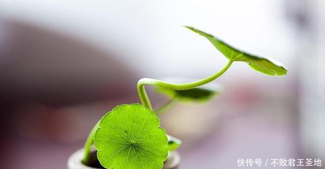  「耷拉」铜钱草到了冬天“耷拉”叶，水培出了问题，改善2点返青快！