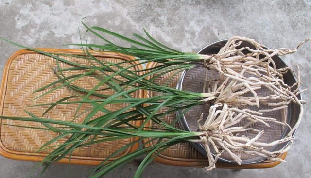 兰花什么时候分盆好？记住两个“分”字，易成活，长势好！