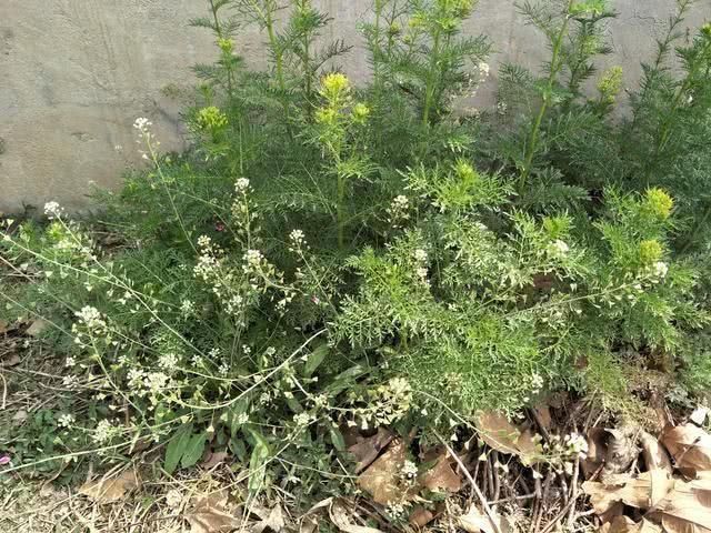  「能吃」春季里最美的野花，小时候天天见，现在成了稀罕物，你认识几种？