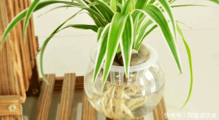  『家里』家里养3种花不仅“旺财”, 还养人, 别再忽视了