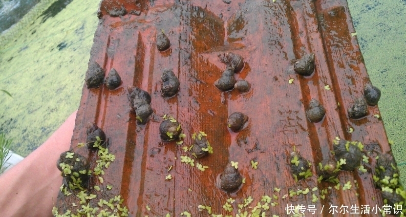  [收益]农村这4个创业项目，投资小收益大，农民朋友不妨考虑一下