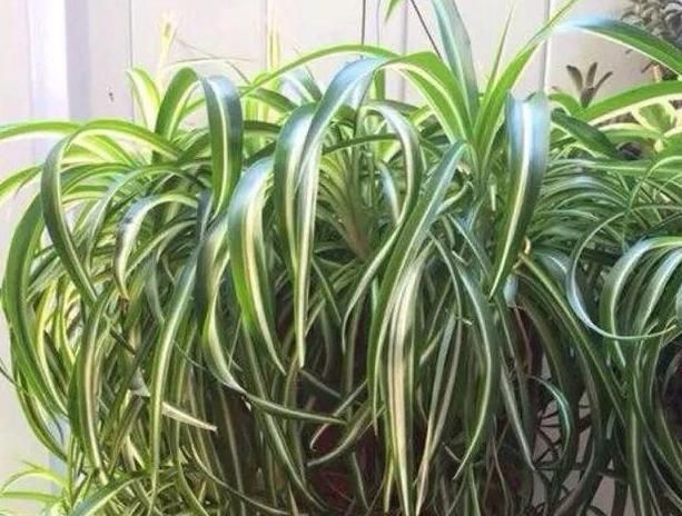 利于吊兰:如何给吊兰盆栽补水?2点做到位,植株生长得旺盛、枝繁叶茂