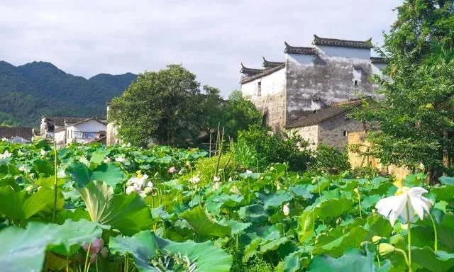 三月的婺源,惊蛰到,春光俏,踏春赏花正当时