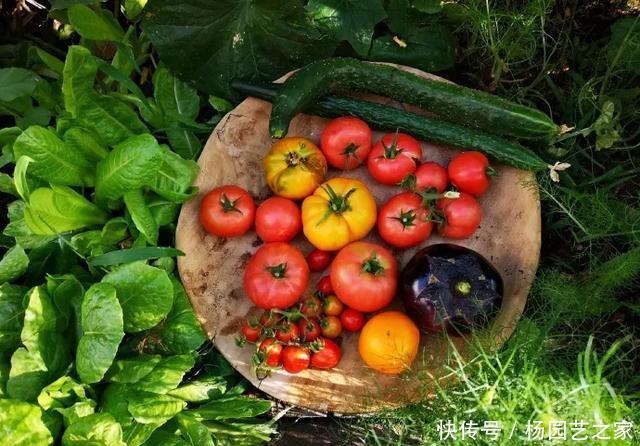 #吃不完#阳台种菜,跟着老菜农种番茄,结果多到吃不完!