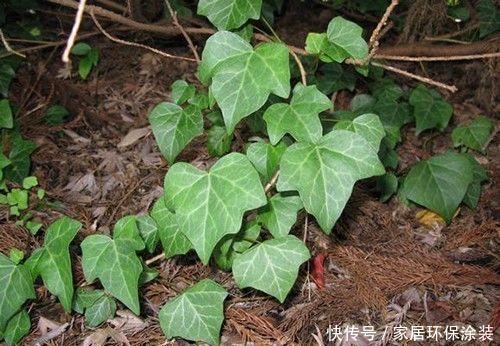 「中华常春」12种常春藤,每种都这么美,必须养一盆!