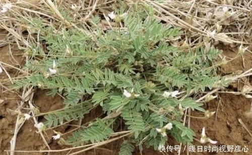 『不少』山坡下,有1种珍贵的“杂草”,人称“少华米口袋”,请爱护它!