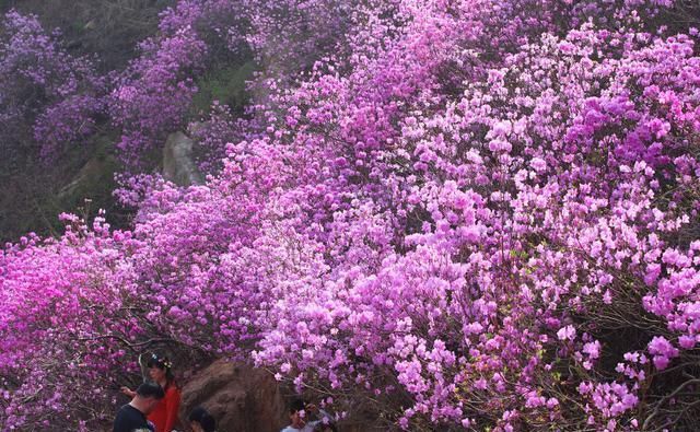 看万亩杜鹃花海开成一片，感受春花浪漫，如诗如画