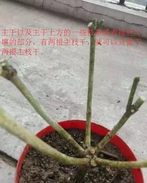 #后长#快死的花用这个方法养护,一个月后长疯了!