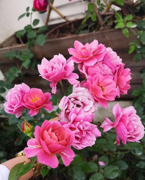  『季花葵』家里养盆这个花，枝条沾了“水土”就生根，一年养出几十盆