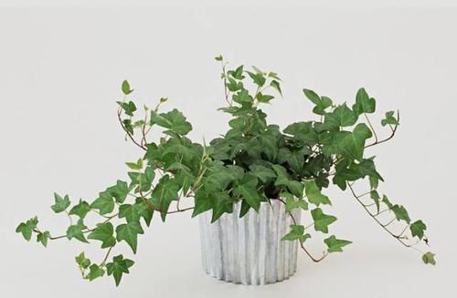  「轻松」家里卧室不仅要养花, 还要选对花, 摆好花! 轻松带来一年的好运!