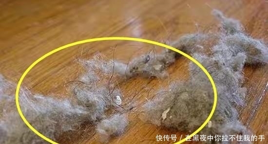  天天：天天打扫，地上一层“毛絮”，这样做“双管齐下”，一个月不用扫