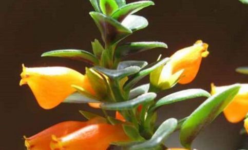  庭院@养花就养色泽鲜艳的，养在家里花香怡人，枝繁叶茂，庭院变花海