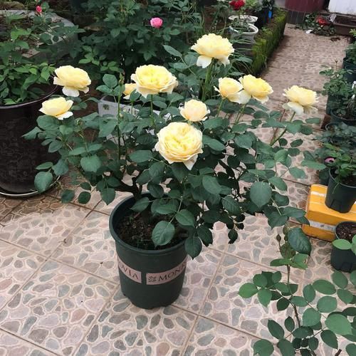  #盆栽#国外超流行的盆栽，全年开花，花香四溢，好看又好养，很值得入手