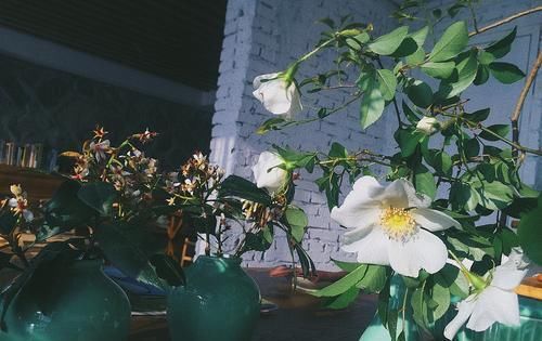  花朵■茶靡花盛开满树花,颜值高雅美极了,好养容易活