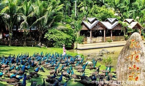 曾经火爆的云南西双版纳旅游,现在为什么变得如此冷清?