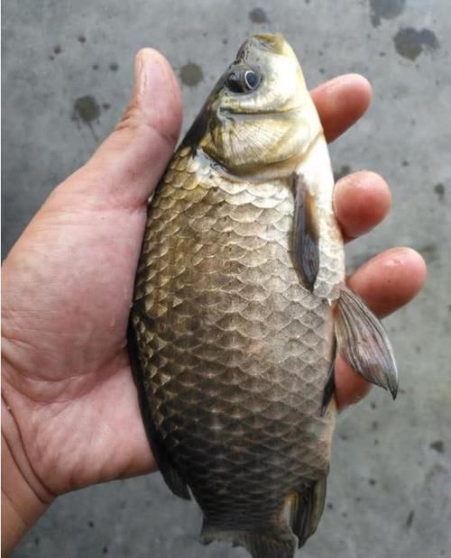  『浮游生物』不知钓位该怎样选？如果钓鲫鱼，劝你选这几个位置，新手也能爆护
