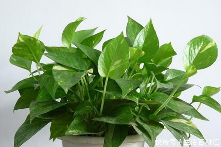  『病虫害』养的绿萝烂叶了？学会控制浇水，就能油绿长满盆