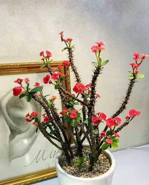  都行@卧室养啥都行就是别养它，否则有你好受的，后悔就晚了！
