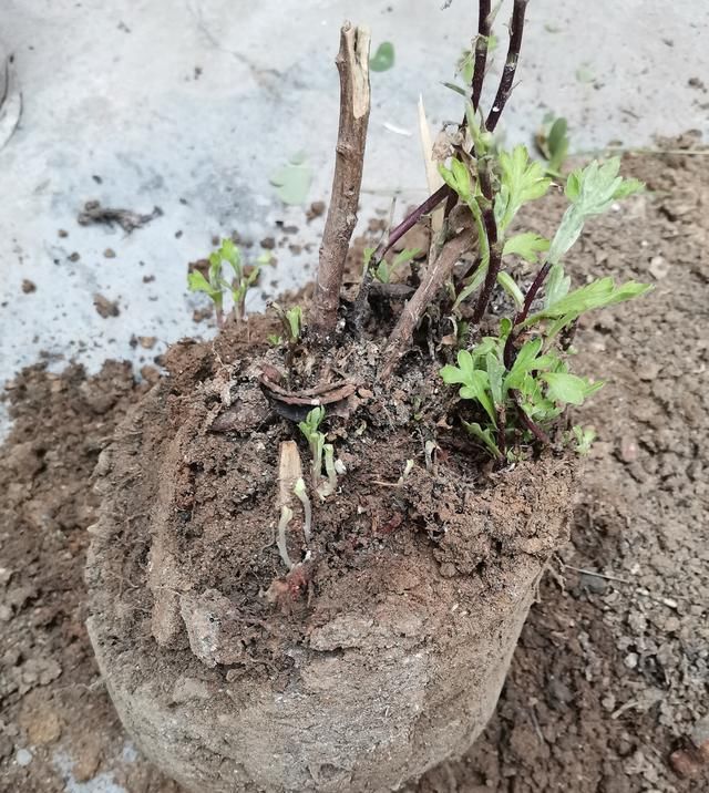 分离出来@菊花分株繁殖,成株快,操作简单易成活
